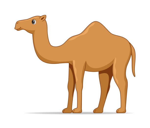 dromedarisch kamel tier stehend auf weißem hintergrund - camel animal dromedary camel desert stock-grafiken, -clipart, -cartoons und -symbole