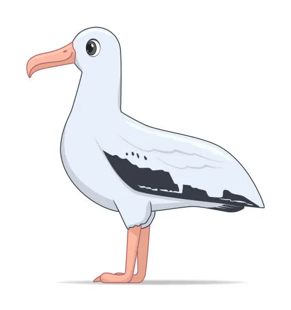 Vector illustration of Wandering albatross bird on a white background