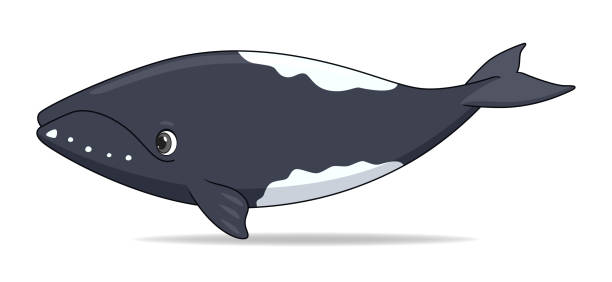 Ballena Franca Austral Vectores Libres de Derechos - iStock Ballena Franca Austral Vectores Libres de Derechos - iStock