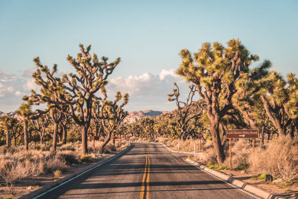 Road in the desert, in Joshua Tree National Park, California stock photo
