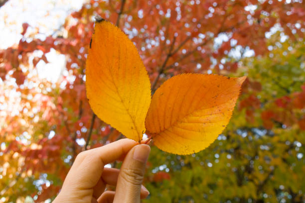 Person hand holding leaf up in blue sky background in Autumn