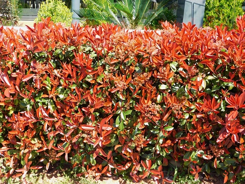 A photinia fraseri red robin hedge with red and green leaves, in a garden in Attica, Greece