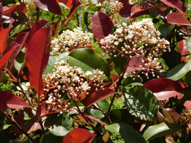 istock Photinia flowers 1284243124