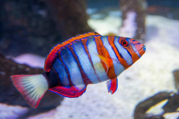 istock Harlequin Tuskfish Inside the Aquarium 1284243174