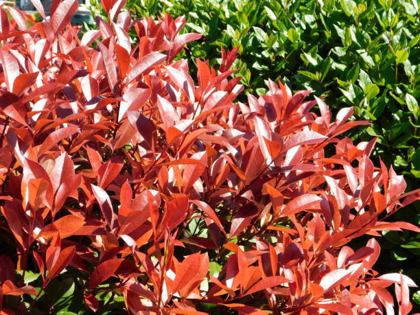 istock Photinia red leaves 1284243202
