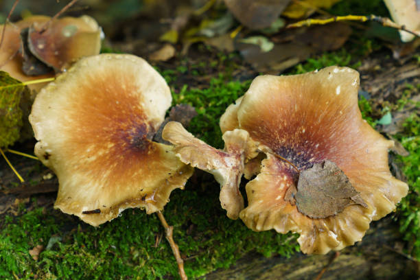 istock Shelf Mushrooms or fungi growing from a dead tree branch. 1284243548