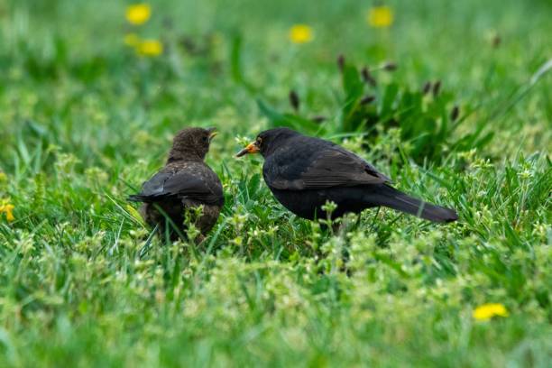 istock group of blackbirds in the grass 1284244604