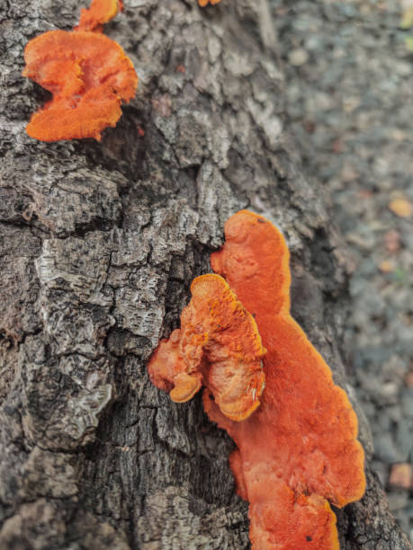 istock Orange mushroom live naturally on dead barky tree trunk 1284245902