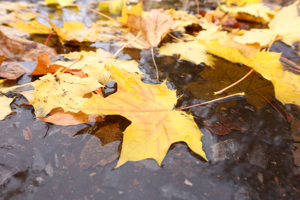 istock autumn yellow maple leaves in a puddle 1284246120