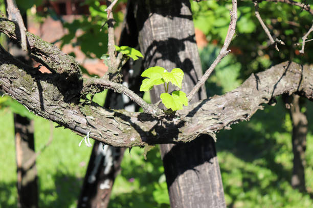 istock A beautiful vine with grapes at the beginning of growth. 1284246335