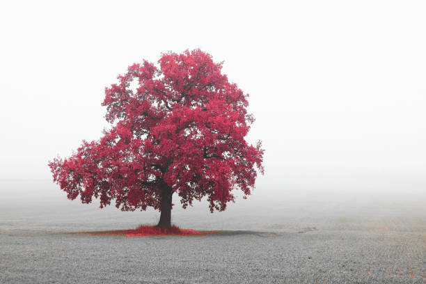 Black and white photo with black and white landscape with black and white tree tree with red leaves on black and white background