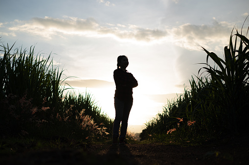 Farmer woman silhouette standing in the sugar cane plantation in the background sunset evening