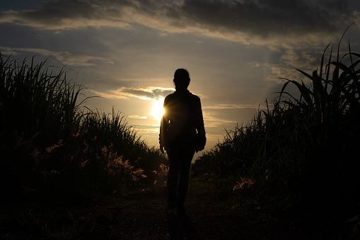 Farmer woman silhouette standing in the sugar cane plantation in the background sunset evening
