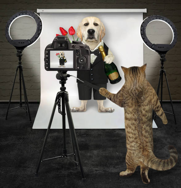 istock Cat photographing dog in suit 1284247517