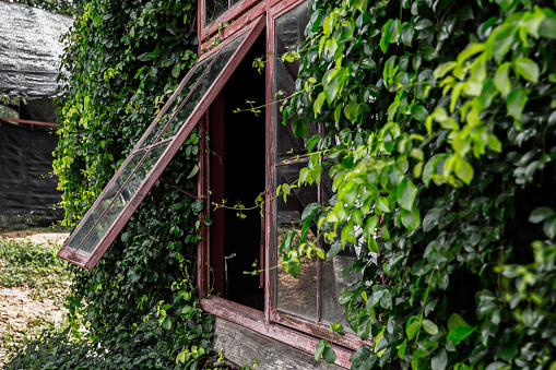 Window of a house surrounded by ivy leaves