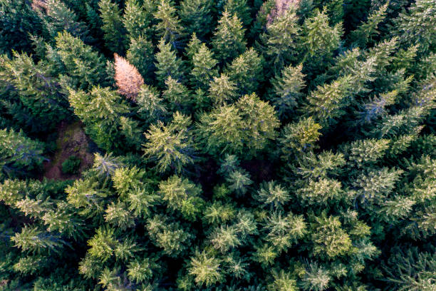istock Pinetree forest aerial view from drone 1284248984