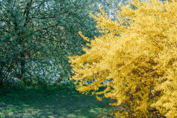 Forsythia flowers with green grass. Golden Bell, blooming in spring yellow garden bush Forsythia flowers with green grass. Golden Bell, blooming in spring yellow garden bush forsythia garden stock pictures, royalty-free photos & images