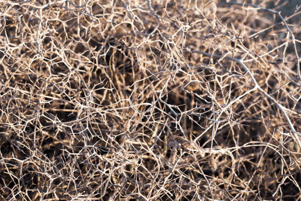 istock Closeup leafless barren thorny bush with tangled branches, dry dead plant with thorns on branches in Ayia Napa coast in Cyprus, selective focus 1284249805