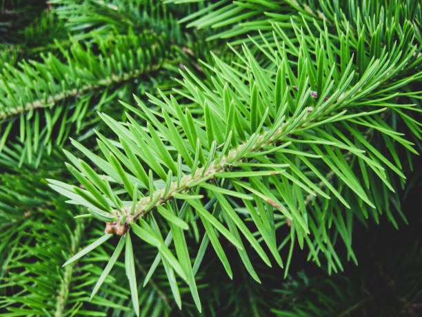 istock Green fresh Christmas tree branch close up 1284249837