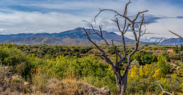 istock panoramic view of dry trees, mountains and fields and blue sky with clouds 1284251781