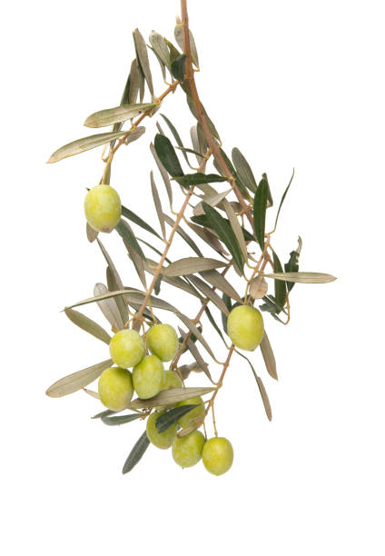 istock branch with olives isolated 1284252800