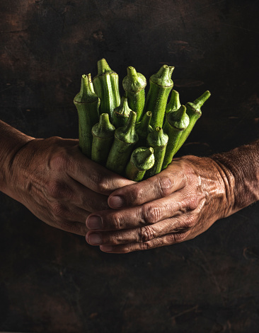 Okra African and asian vegetable bunch holding farmer man hands orl wrinkled man hands