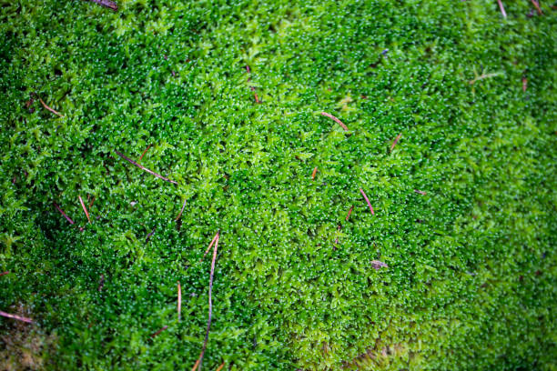 istock Moss, macro shot in autumn 1284253933
