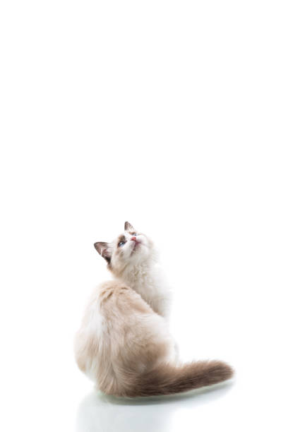 istock Young beautiful Ragdoll cat on white background 1284254184