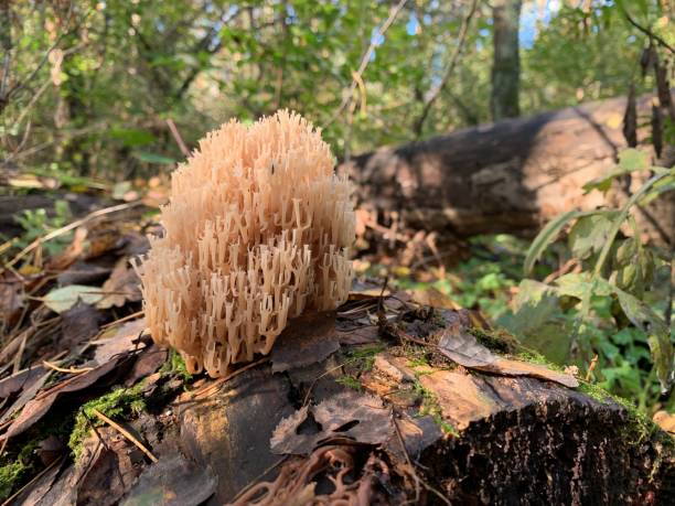 istock Toadstool mushrooms on a tree stump in an autumn deciduous forest. A dangerous fungus grows on tree branches. Concept: poisonous mushrooms, poisoning 1284254290