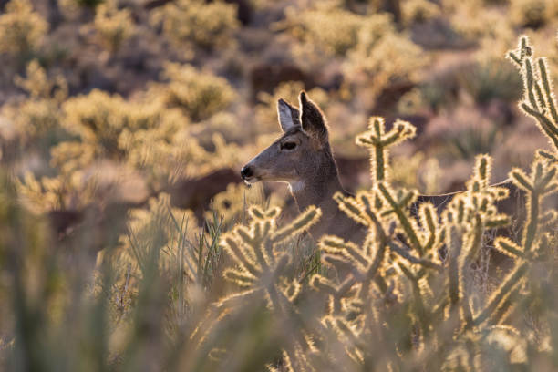 istock Close up of Nevada Desert Mule Deer 1284255626