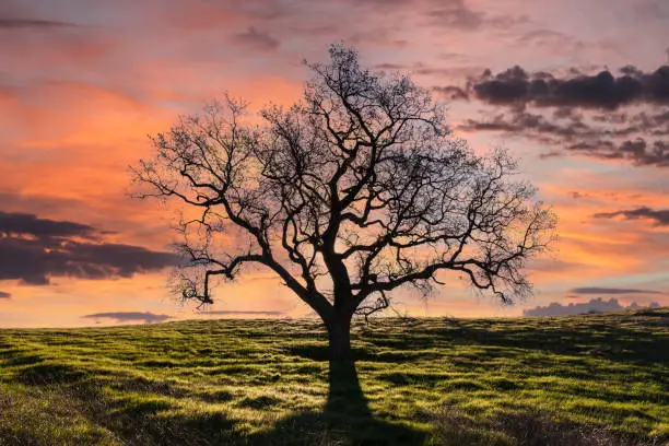 Leafless oak tree on grassy knoll with sunset sky.