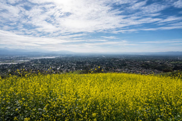 istock Mustard Wildflower Meadow Hillside 1284255655