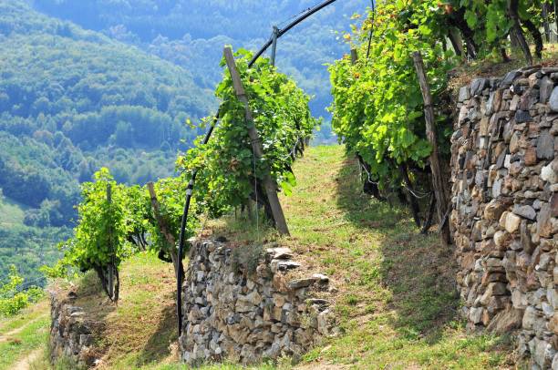 знаменитые террасные виноградники в долине вахау вдоль реки дунай, австрия - danube river danube valley river valley стоковые фото и изображения