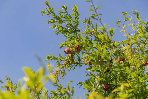 Close up pomegranate tree