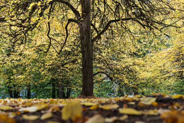 Bright yellow leaves at Portland's Laurelhurst Park at the height of Fall Colors