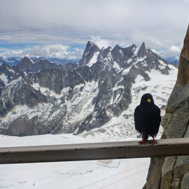 istock Bird shot in french alps 1284261122
