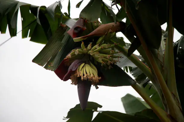 mata de sao joao, bahia / brazil - october 25, 2020: banana fruit plantation on a farm in the rural area of the city of Mata de Sao Joao.
