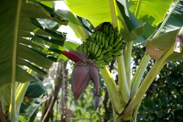 mata de sao joao, bahia / brazil - october 25, 2020: banana fruit plantation on a farm in the rural area of the city of Mata de Sao Joao.