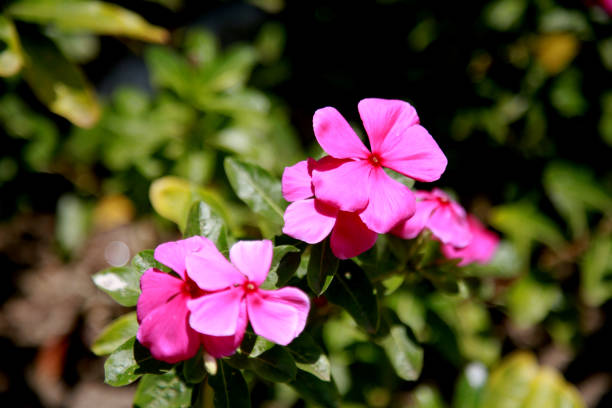 istock flowers in house jadim 1284262608