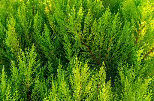 Christmas Fir tree brunch textured Background