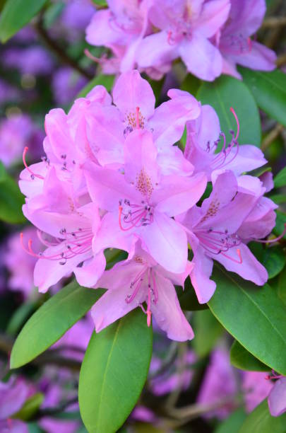 istock Flowers in a garden, Marburg (Germany) 1284262801