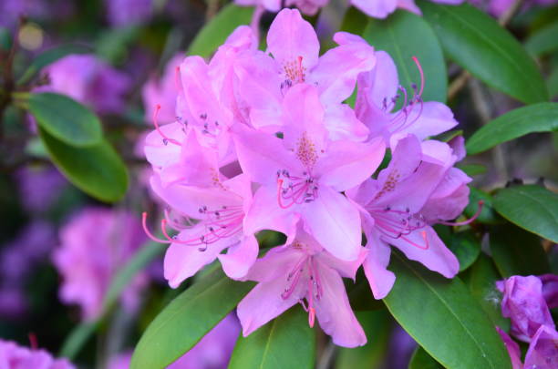 istock Flowers in a garden, Marburg (Germany) 1284262804