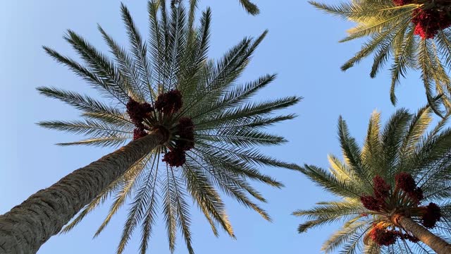 Beautiful palms with dates on blue sky background. Bottom view