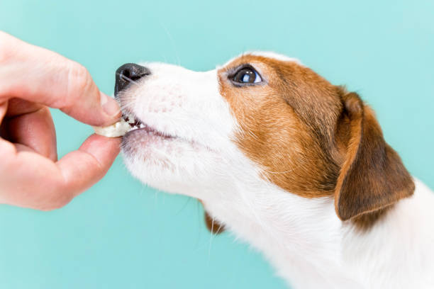 istock Jack Russell Terrier puppy eats cheese from hands. Dog food. Training, obedience, preparation for a dog show. 1284264048