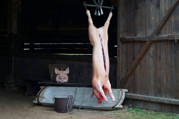 schweineschlachtung (zabijacka), traditionelles fest in der tschechischen republik, bauch geschnitten schwein hängen an haken - slaughterhouse stock-fotos und bilder