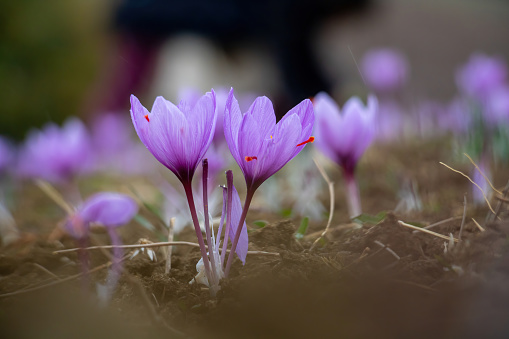 Saffron flowers in the field. Crocus sativus, commonly known as saffron crocus, delicate violet petals plant on ground, closeup view
