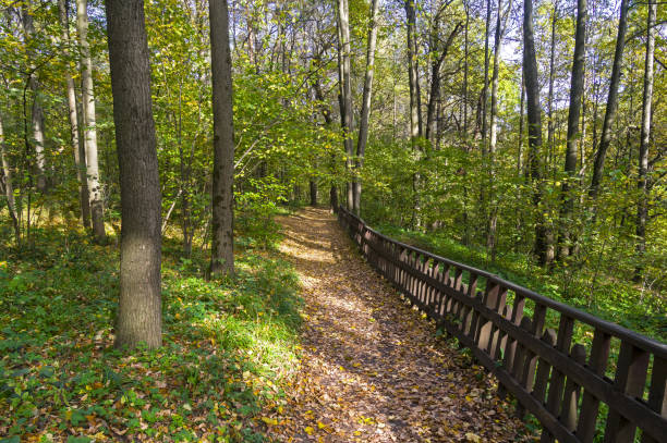 istock A well-maintained path in the forest park 1284266177
