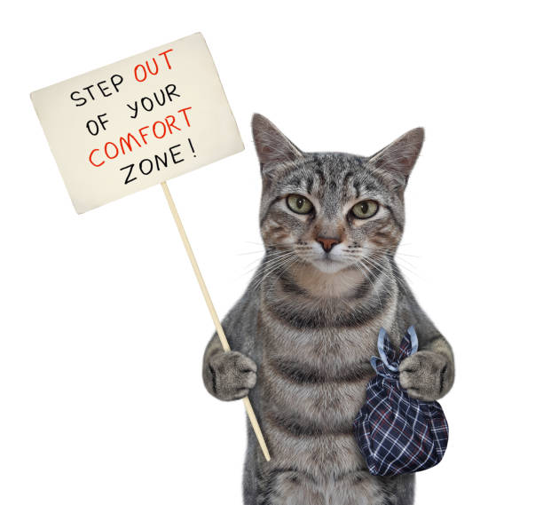 istock Cat gray out its comfort zone 1284267622