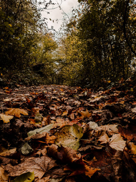 istock Autumn landscape, forest with green and brown leaves. 1284267706