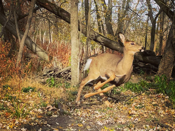 istock Action shot whitetail deer doe 1284268930